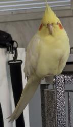 Lost Unknown Bird last seen Hart Street, Los Angeles, CA 91405