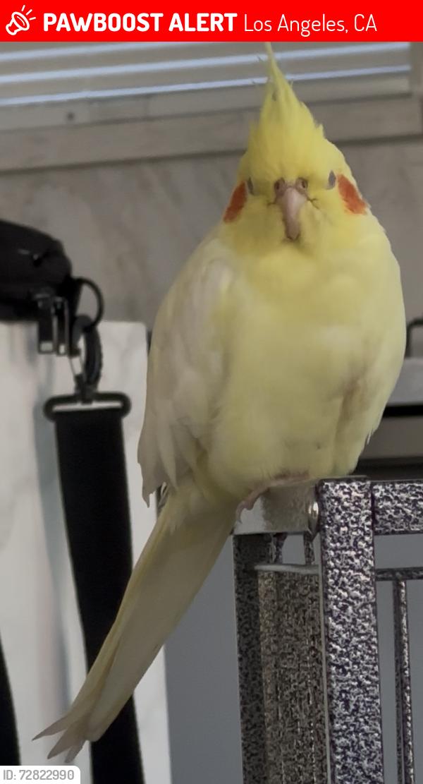 Lost Unknown Bird last seen Hart Street, Los Angeles, CA 91405