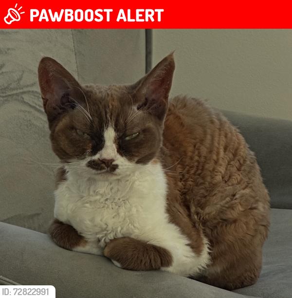 Lost Female Cat last seen Richmond Rd, Greater London, England KT2 5NH