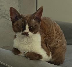 Lost Female Cat last seen Richmond Rd, Greater London, England KT2 5NH