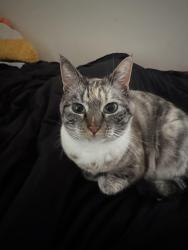 Lost Female Cat last seen Cardella and M St., Merced, CA 95348