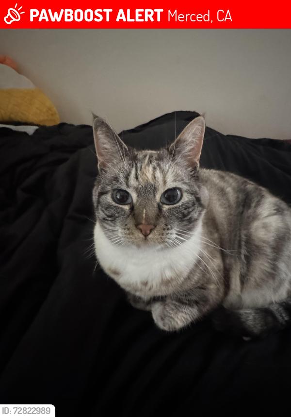 Lost Female Cat last seen Cardella and M St., Merced, CA 95348