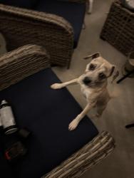 Found/Stray Female Dog last seen Convenience store on Alabama , Houston, TX 77004