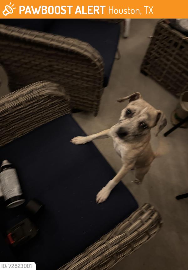 Found/Stray Female Dog last seen Convenience store on Alabama , Houston, TX 77004
