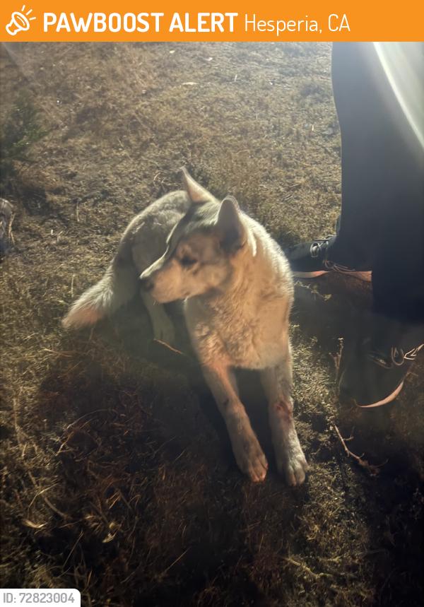Found/Stray Female Dog last seen Santa fe and hesperia rd, Hesperia, CA 92340