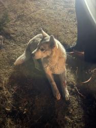 Found/Stray Female Dog last seen Santa fe and hesperia rd, Hesperia, CA 92340