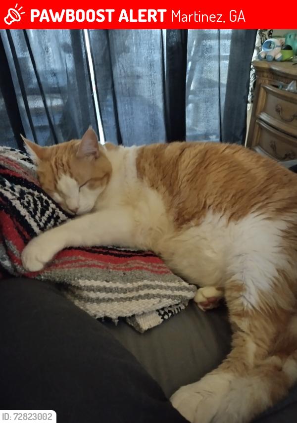 Lost Male Cat last seen Near clinton way e martinez ga, Martinez, GA 30907