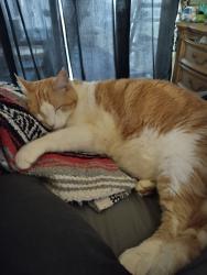 Lost Male Cat last seen Near clinton way e martinez ga, Martinez, GA 30907