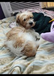 Lost Male Dog last seen Pine Lake Mobile  Park, Mebane, NC 27302
