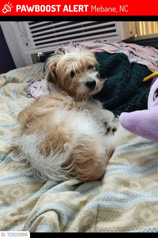 Lost Male Dog last seen Pine Lake Mobile  Park, Mebane, NC 27302