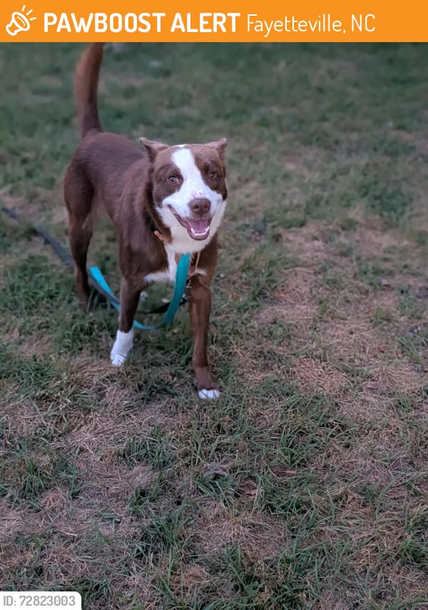 Found/Stray Male Dog last seen Fedex airport road , Fayetteville, NC 28306