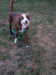 Found/Stray Male Dog last seen Fedex airport road , Fayetteville, NC 28306