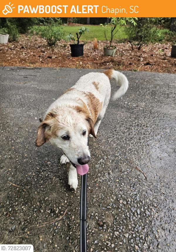 Found/Stray Unknown Dog last seen Captain Lowman rd., Chapin, SC 29036