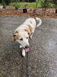 Found/Stray Unknown Dog last seen Captain Lowman rd., Chapin, SC 29036