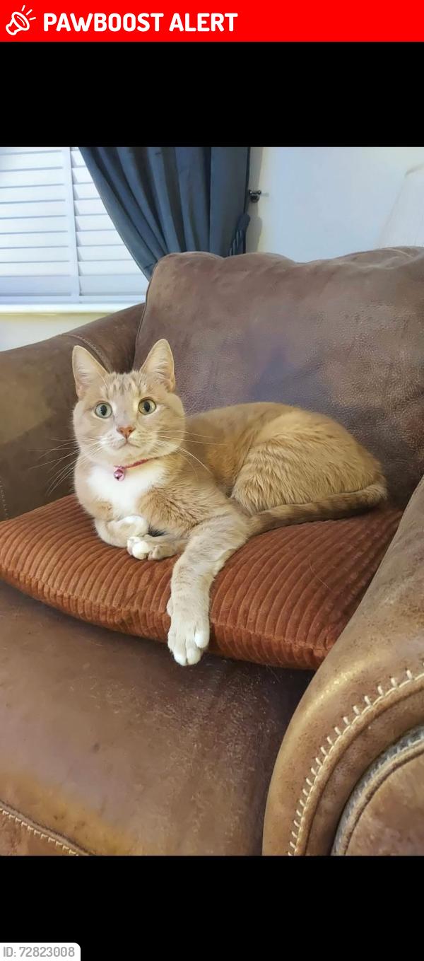 Lost Male Cat last seen Whiteholme Drive, Carleton , Lancashire, England FY6 7PP