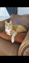 Lost Male Cat last seen Whiteholme Drive, Carleton , Lancashire, England FY6 7PP