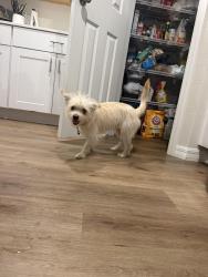 Found/Stray Male Dog last seen Near Sage Avenue, Haines city, 33844, Haines City, FL 33844