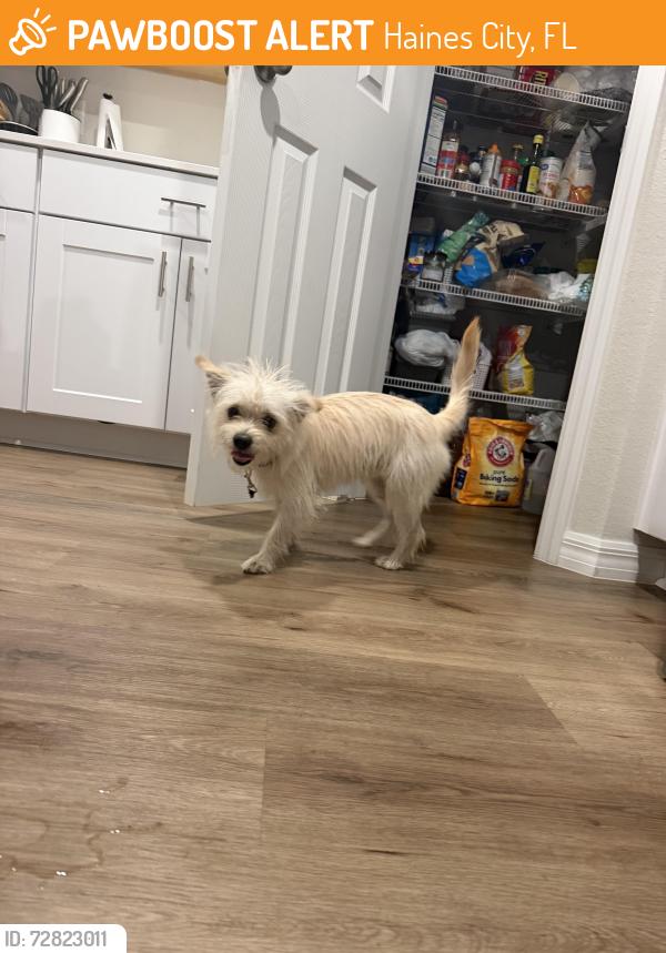 Found/Stray Male Dog last seen Near Sage Avenue, Haines city, 33844, Haines City, FL 33844