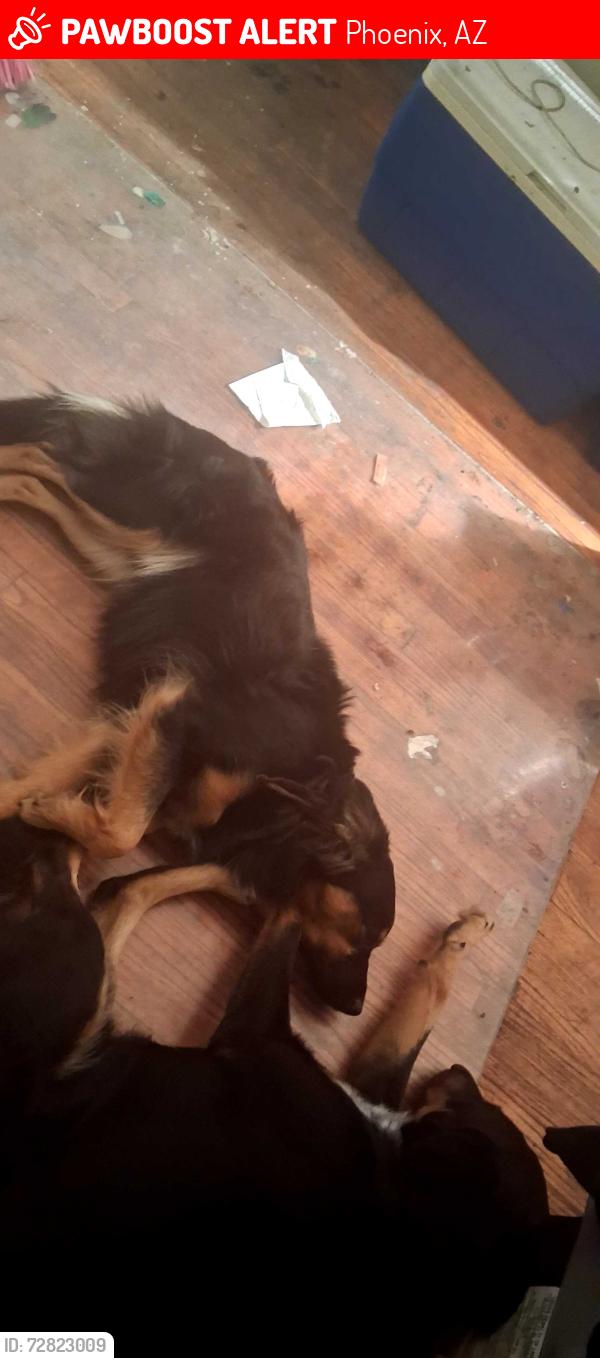 Lost Male Dog last seen Monterey park, Phoenix, AZ 85004