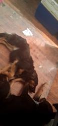 Lost Male Dog last seen Monterey park, Phoenix, AZ 85004