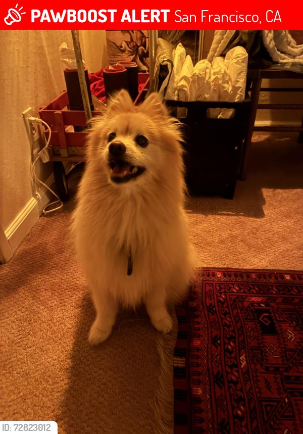 Lost Male Dog last seen Clement and 4th, San Francisco, CA 94121