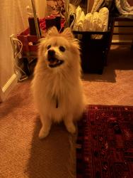 Lost Male Dog last seen Clement and 4th, San Francisco, CA 94121