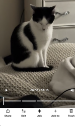 Lost Female Cat last seen Sterling oaks, Naples, FL 34110