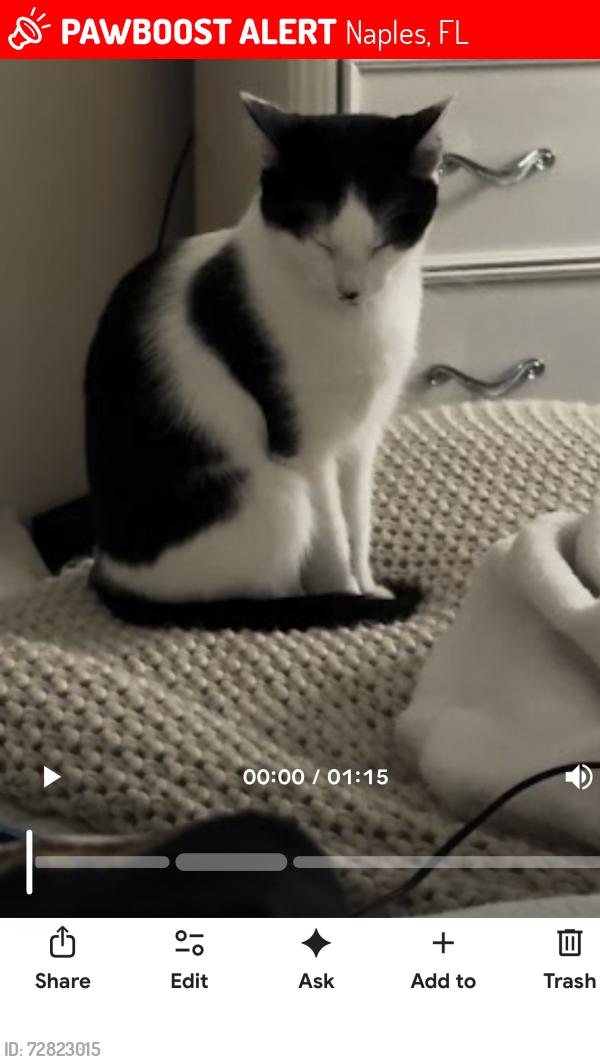 Lost Female Cat last seen Sterling oaks, Naples, FL 34110