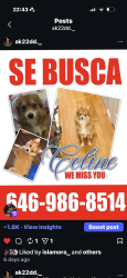 Lost Female Dog last seen Parkchester area, The Bronx, NY 10460