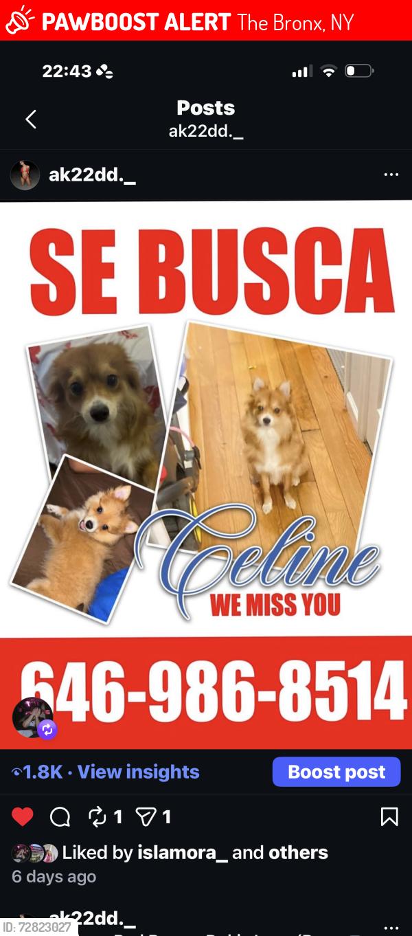 Lost Female Dog last seen Parkchester area, The Bronx, NY 10460