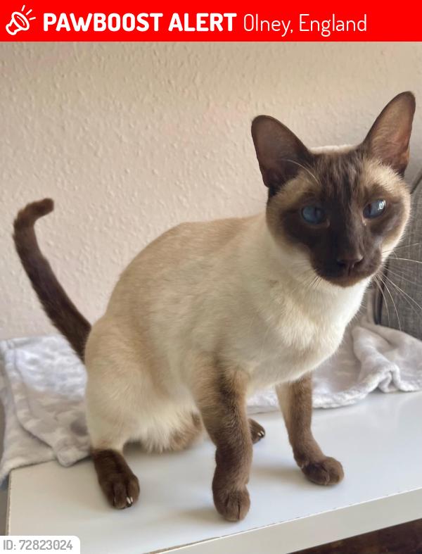 Lost Female Cat last seen Gravett, Olney, Olney, England 