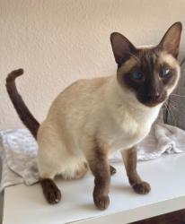 Lost Female Cat last seen Gravett, Olney, Olney, England 