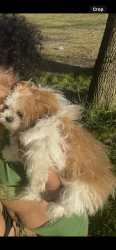 Lost Female Dog last seen Near Safeway on Lovejoy in a red car , Portland, OR 97209