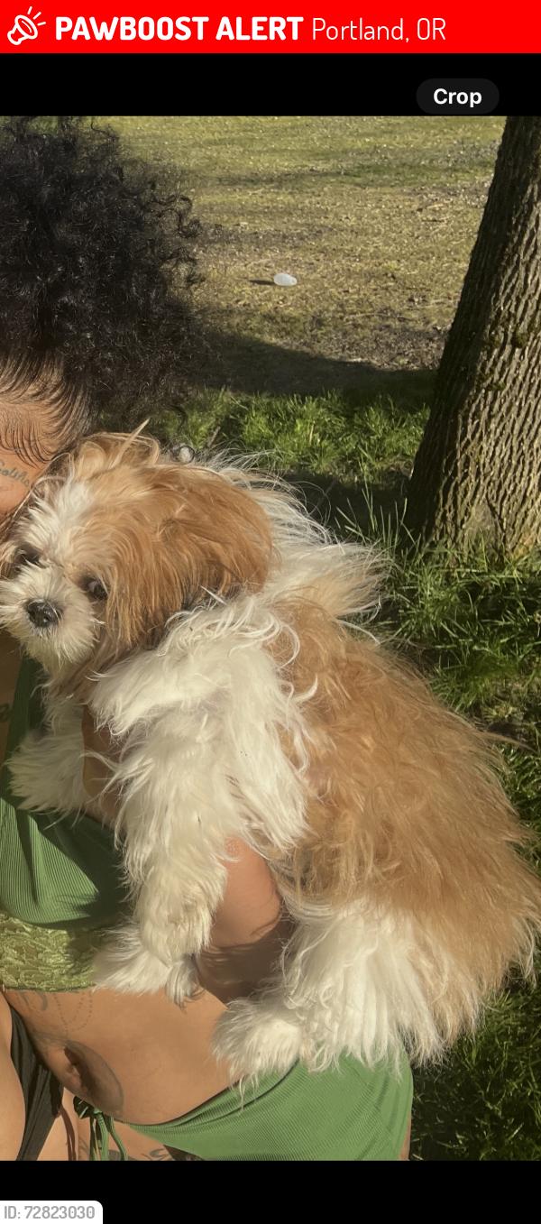 Lost Female Dog last seen Near Safeway on Lovejoy in a red car , Portland, OR 97209