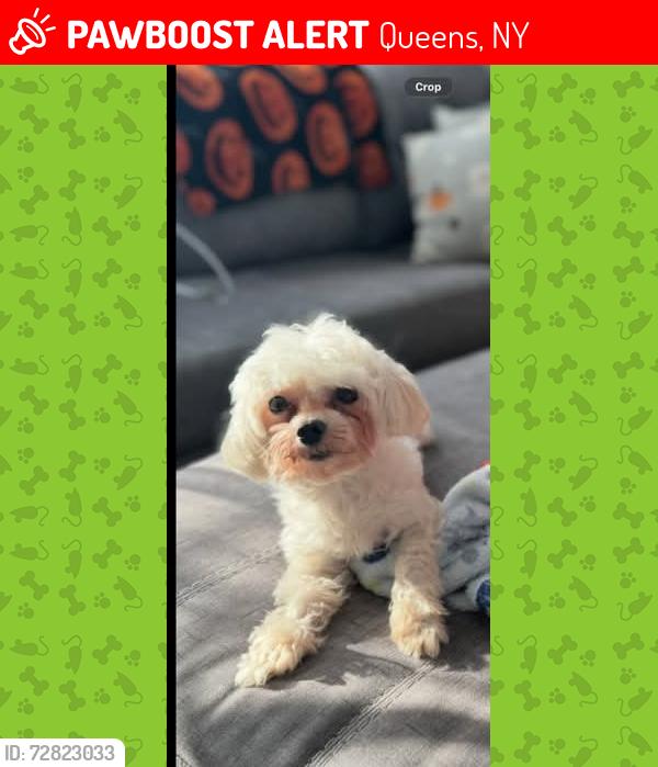Lost Male Dog last seen Bet 119& 120th Ave /201 Str ST.ALBANS , Queens, NY 11412