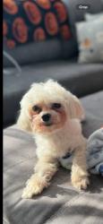 Lost Male Dog last seen Bet 119& 120th Ave /201 Str ST.ALBANS , Queens, NY 11412
