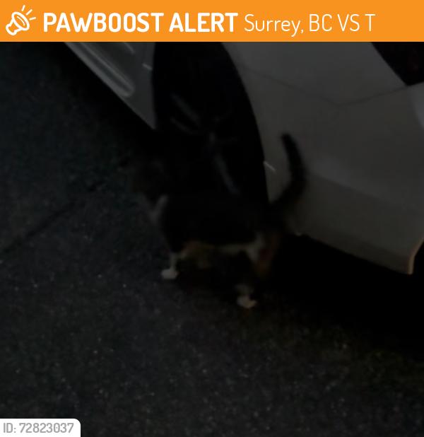 Found/Stray Unknown Cat last seen Near chimney hill, Surrey, BC V3S 0T9