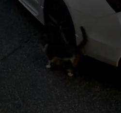 Found/Stray Unknown Cat last seen Near chimney hill , Surrey, BC V3S 0T9