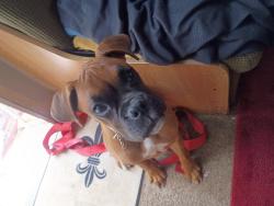 Lost Female Dog last seen Pine lane. flt cemetery , New Cumberland, WV 26047