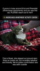 Lost Female Cat last seen Riverchase apmts, Tulsa, OK 74136