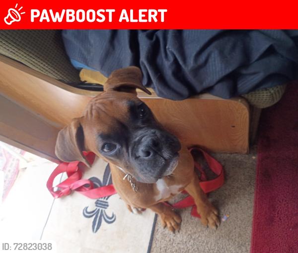 Lost Female Dog last seen Pine lane. flt cemetery , New Cumberland, WV 26047