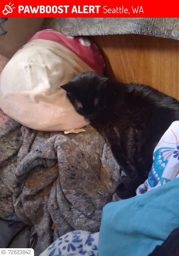 Lost Female Cat last seen Lucille st, Seattle, WA 98108