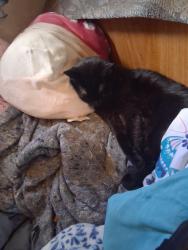 Lost Female Cat last seen Lucille st, Seattle, WA 98108