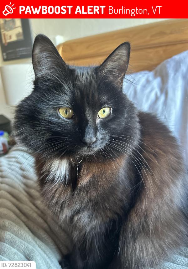 Lost Female Cat last seen N Willard St; Pomeroy Park , Burlington, VT 05401
