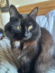 Lost Female Cat last seen N Willard St; Pomeroy Park , Burlington, VT 05401