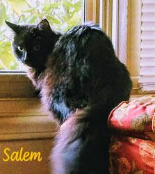 Lost Female Cat last seen Near Norris Rd, Telford TN, Telford, TN 37690