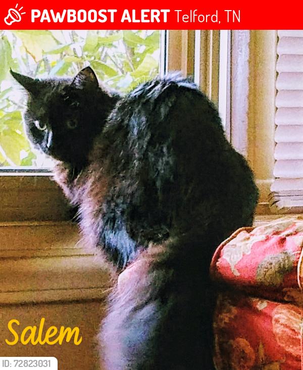 Lost Female Cat last seen Near Norris Rd, Telford TN, Telford, TN 37690