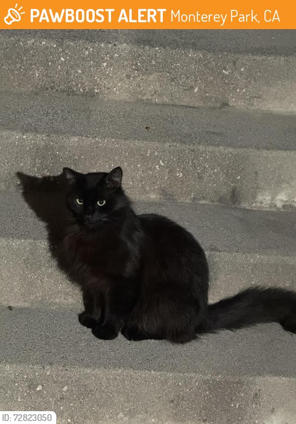Found/Stray Male Cat last seen Russell Ave , Monterey Park, CA 91755