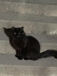 Found/Stray Male Cat last seen Russell Ave , Monterey Park, CA 91755