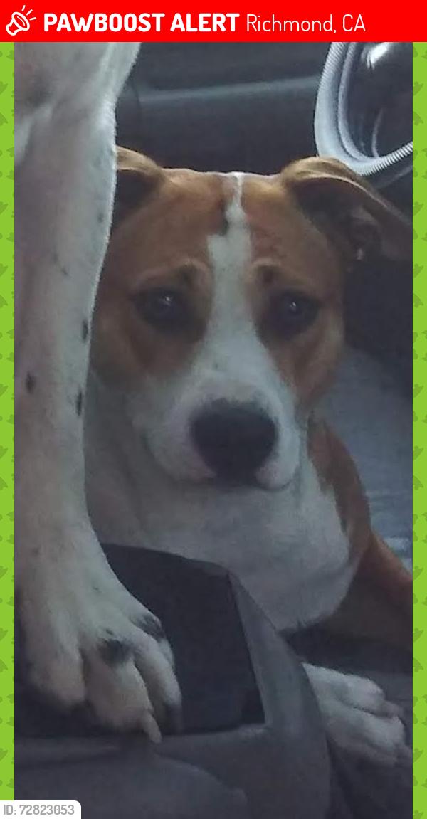 Lost Female Dog last seen Marina Way South and Hall Avenue, Richmond, CA 94804